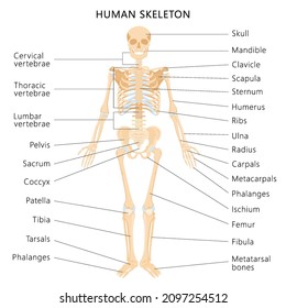 Human skeletal system with letterings of bones infographics on white background. Realistic yellow bones of limbs or skull, trunk with spine and ribs. Front view of isolated skeletal system. Vector