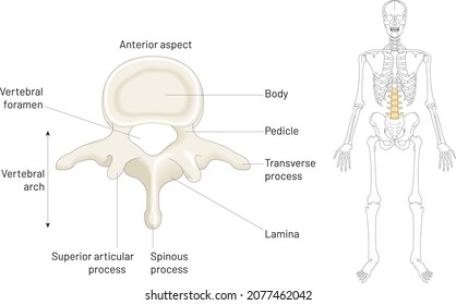 Human Skeletal System, Spinal Cord Cross-section. Spinal Cord Drawing, Cross Section.