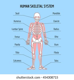 Human skeletal system. Vector human bone anatomy illustration