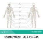 The human skeletal system, vector illustrations of human skeleton front and rear view
