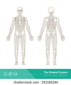 The human skeletal system, vector illustrations of human skeleton front and rear view