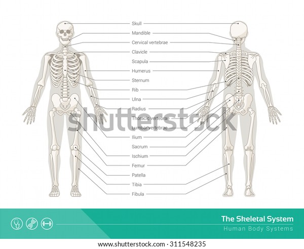 人体骨骼系统 人体骨骼前后视图矢量插图库存矢量图 免版税