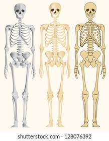 Human skeleton