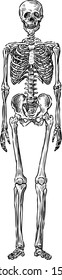 human skeleton