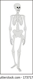 human skeleton