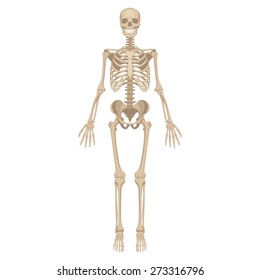 Human Skeleton