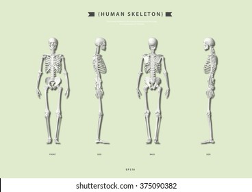 HUMAN SKELETON