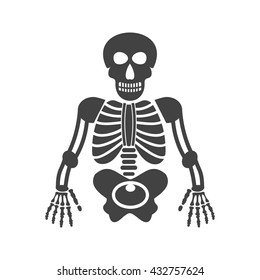 Human Skeleton