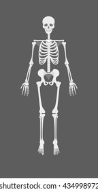 human skeleton