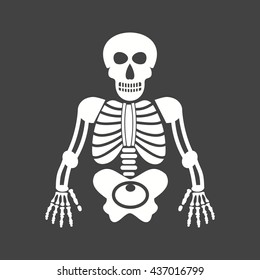 Human Skeleton
