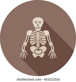 Human Skeleton