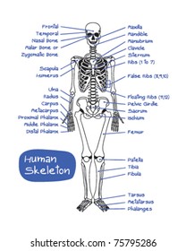 Human Skeleton