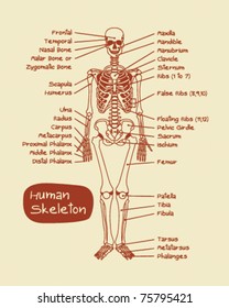 Human Skeleton
