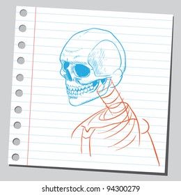 Human skeleton