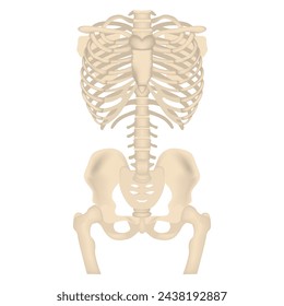 Human skeleton, 3D rendering. Ribs and hip joint on a white background. Medical poster. Isolated vector illustration