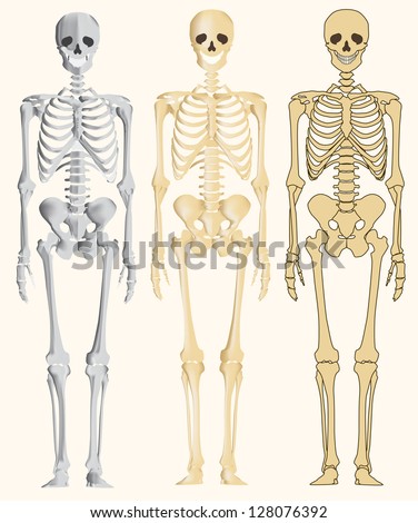 Human Skeleton Stock Vector (Royalty Free) 128076392 - Shutterstock