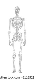 Human skeleton, abstract polygonal style illustration isolated on white, vector file
