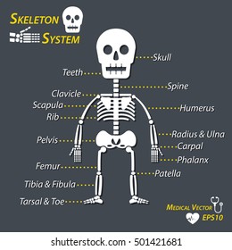 12,378 Human skeleton labels Images, Stock Photos & Vectors | Shutterstock