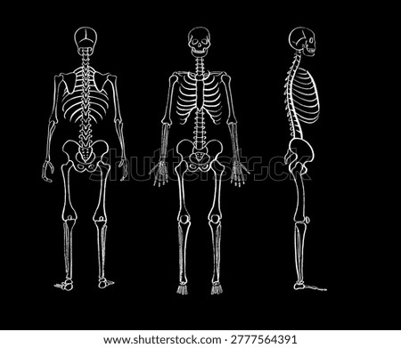 Human skeleton anatomy and bone structure. Skeletal system diagram with skull, spine, rib cage, pelvis, and limbs within a male body. Orthopedics, biology, and healthcare sketch vector
