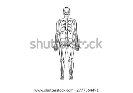 Human skeleton anatomy and bone structure. Skeletal system diagram with skull, spine, rib cage, pelvis, and limbs within a male silhouette. Orthopedics, biology, and healthcare sketch vector