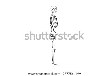 Human skeleton anatomy and bone structure. Skeletal system diagram with skull, spine, rib cage, pelvis, and limbs within a male body. Orthopedics, biology, and healthcare sketch vector