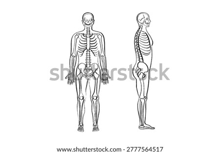 Human skeleton anatomy and bone structure. Skeletal system diagram with skull, spine, rib cage, pelvis, and limbs within a male silhouette. Orthopedics, biology, and healthcare sketch vector