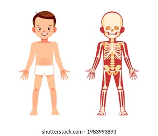 Human Skeleton anatomy chart. Human body, educational infographic for kids. Cute boy in underwear with anatomy chart of the skeleton. Cartoon information poster isolated vector clip art illustration.