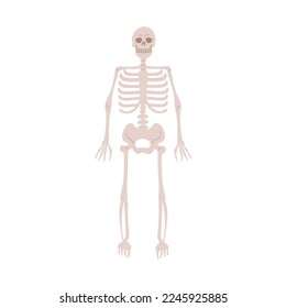 Human skeleton anatomy. Dead body bones, simple skeletal system, front view. Skull, chest, ribs, legs anterior. Anatomical flat vector illustration isolated on white background