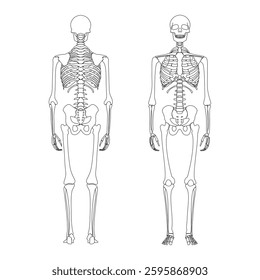 Human skeleton anatomy from front and back. Skull and bones vector isolated line art cartoon illustration. Halloween, medical, education, or science banner element