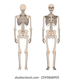 Human skeleton anatomy from front and back. Skull and bones vector isolated line art cartoon illustration. Halloween, medical, education, or science banner element