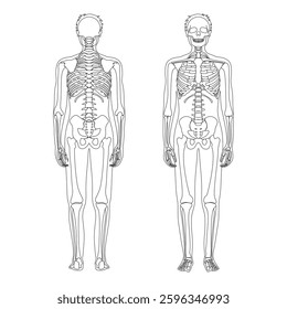 Human skeleton anatomy from front and back. Skull and bones vector isolated line art cartoon illustration. Halloween, medical, education, or science banner element
