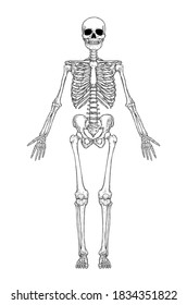 Human skeleton anatomy in front isolated on white background. Vector engraving illustration of skull and bones. Halloween, medical, educational, or science banner.