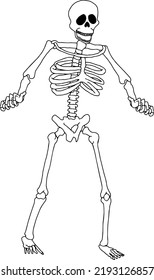 Human Skeleton Anatomy Happy Halloween Vector Stock Vector (Royalty ...