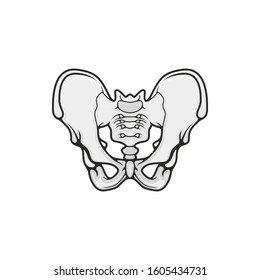 Human skeleton anatomy icon, pelvis bones vector. Body structure element isolated