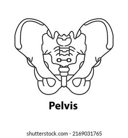 Human skeleton anatomy icon, pelvis bones vector. Body structure element isolated