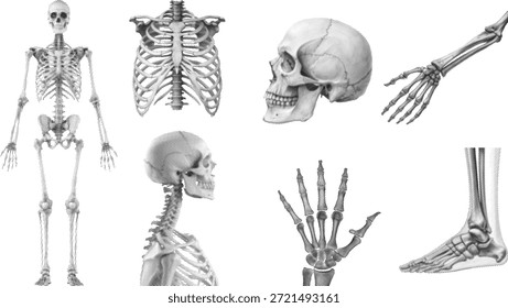 Conjunto de ilustración de anatomía del esqueleto humano con cráneo, columna vertebral, costillas, manos y pies. Dibujos médicos detallados en blanco y negro muestran la estructura ósea y el estudio de anatomía. Ideal para uso en educación, salud, ciencia y diseño médico.