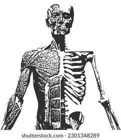 Anatomie des menschlichen Skeletts wie Röntgenaufnahme für Poster Music