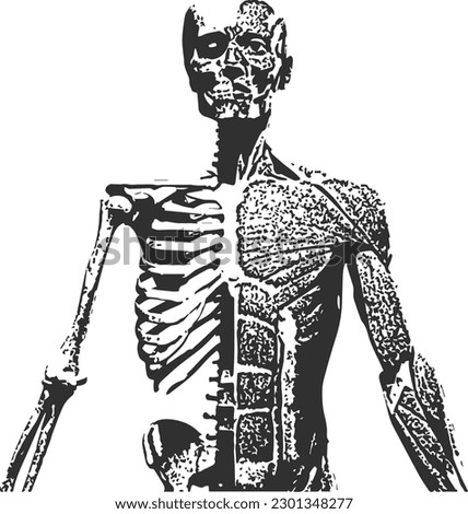 Human Skeleton Anatomy like x-ray for Poster Music