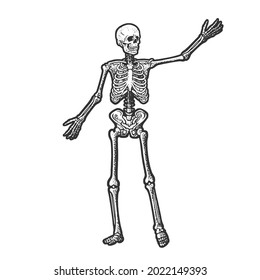 human skeleton anatomy scheme sketch engraving vector illustration. T-shirt apparel print design. Scratch board imitation. Black and white hand drawn image.