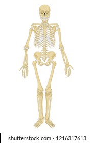 human skeleton. Anatomy scheme. Vector illustration. Male human body skeletal system. Skeleton front view

