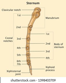 Human Skeleton Anatomy of Sternum