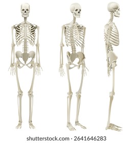 Human Skeleton Anatomy Turnaround, Printable human skeleton diagram	
