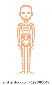 Human Skeleton Anatomy Vector Halloween Skeleton Stock Vector (Royalty ...