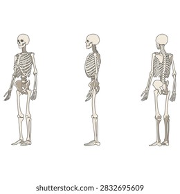 Human skeleton anatomy vector set featuring full body skeletal system in front view, side view, and back view isolated on white background flat illustration