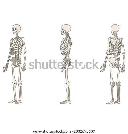 Human skeleton anatomy vector set featuring full body skeletal system in front view, side view, and back view isolated on white background flat illustration