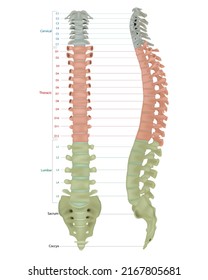 
Human Skeleton Anatomy.Vertebral Column Of Human Body Anatomy Infograpic Diagram Including All Vertebra Cervical Thoracic Lumbar Sacral And Coccygeal 