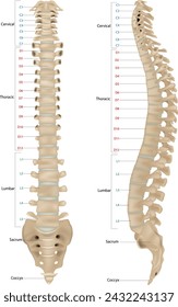 Human Skeleton Anatomy.Vertebral Column of Human Body Anatomy infograpic diagram including all vertebra cervical thoracic lumbar sacral and coccygeal