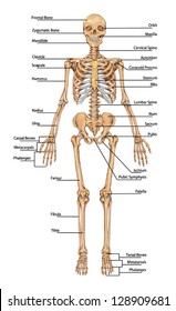 Menschliches Skelett aus Sicht der vorderen Augen - didaktisches Brett der Anatomie des menschlichen Knochensystems