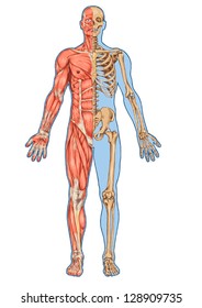 Human skeleton from the anterior view - didactic board of anatomy of human bony and muscular system
