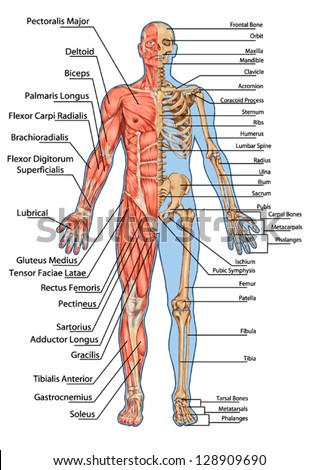 Human Skeleton Anterior View Didactic Board Stock Vector (Royalty Free